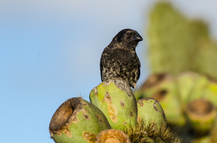 Darwins Finch in Galapagos