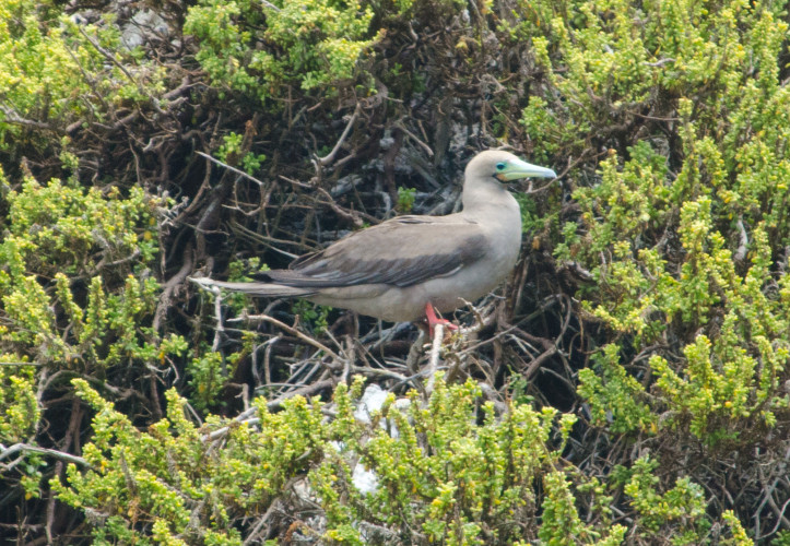 Red-Footed Booby in Galapagos