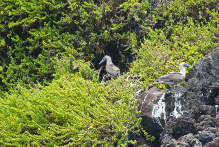 Nesting Red-Footed Boobies