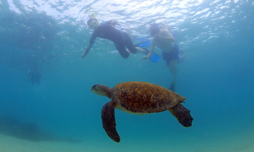 Intern Work - Snorkel with Sea Turtles