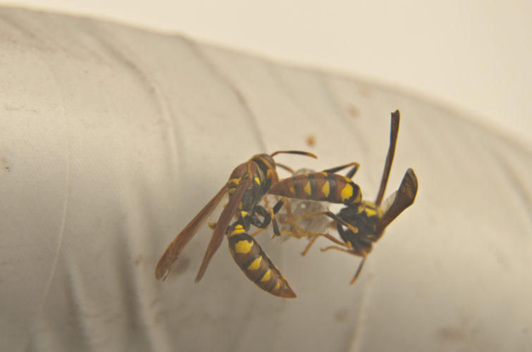 Yellow Paper Wasps