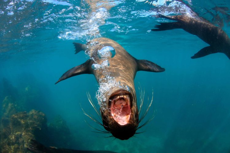 Snorkeling with Sea Lions!