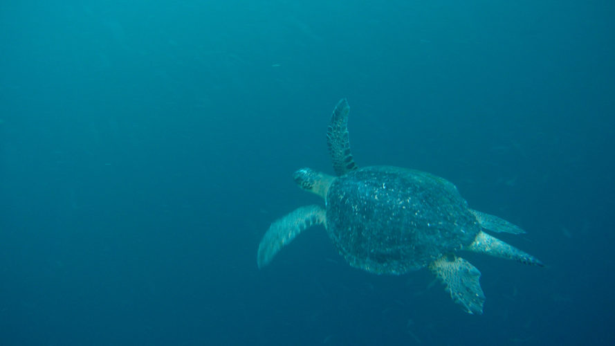 Sea Turtle at Kicker Rock