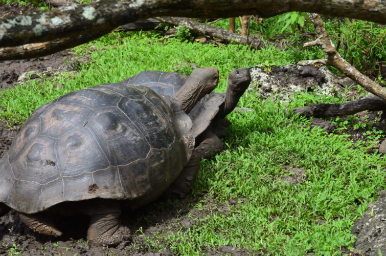 Galapagos Tortoises at Asilo de la Paz