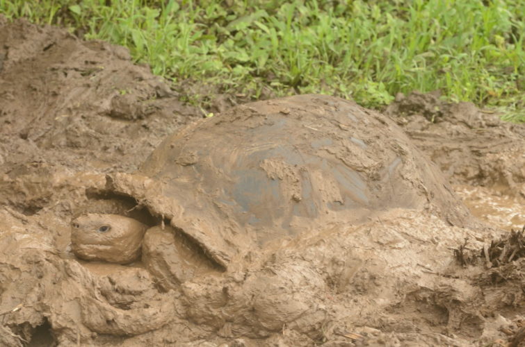 A Wild Tortoise taking a Mud Bath
