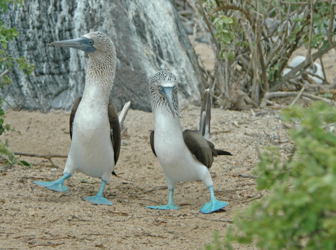 Blue Footed Booby Courtship