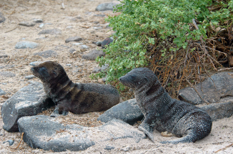Baby Sea Lions at Punta Suarez