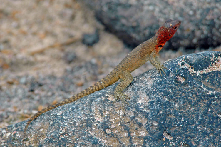 Espanola Island Lava Lizard