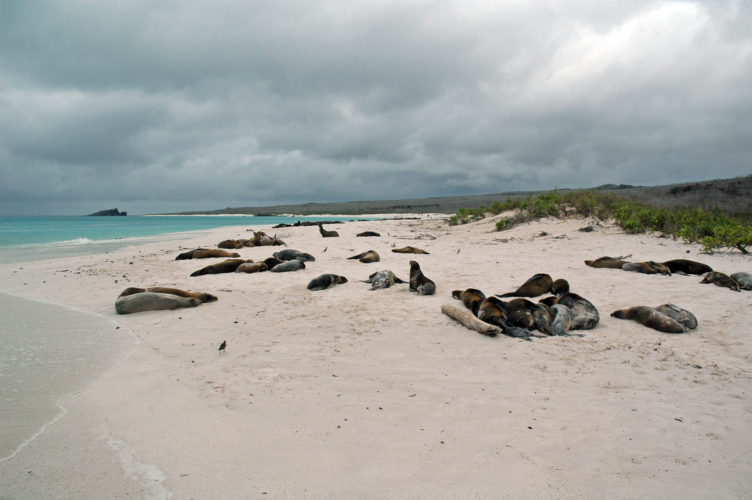 Sea Lions at Bahia Gardner