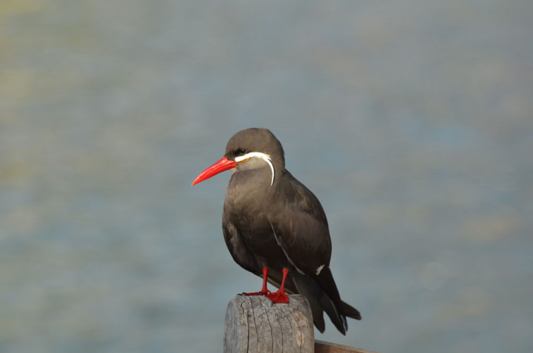Inca Tern in the Galapagos Islands