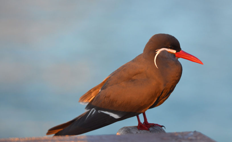 Inca Tern