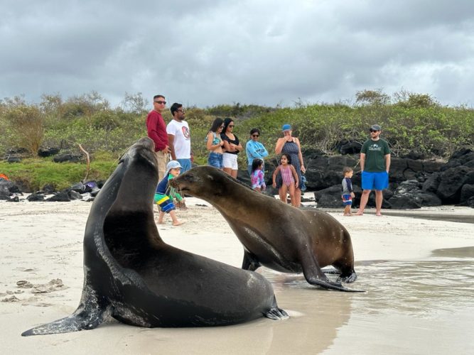 Sea Lions and the Galakiwi team