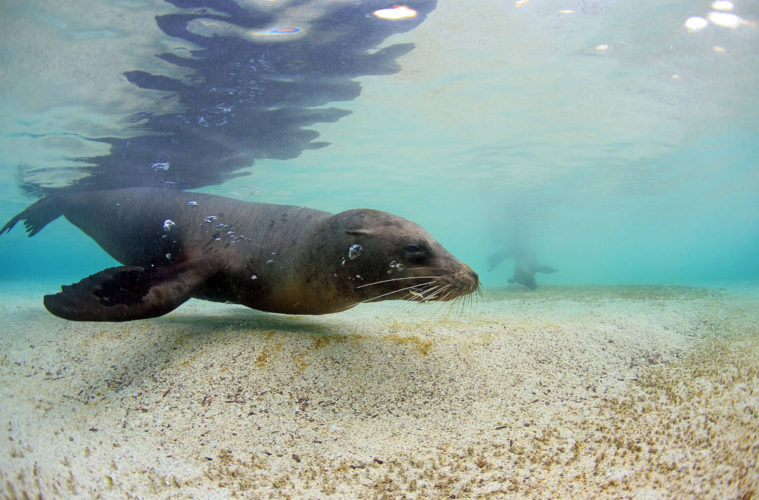 A curious sea lion