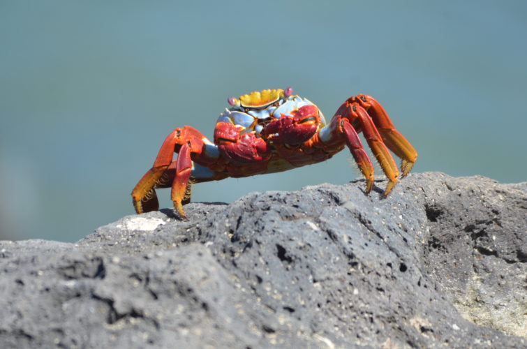 Sally lightfoot crab from below