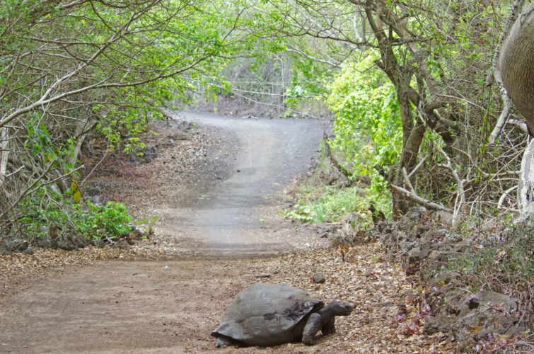 Galapagos Tortoise on Path to Wall of Tears