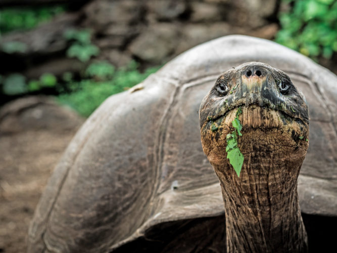 Tortoise with some tasty greens