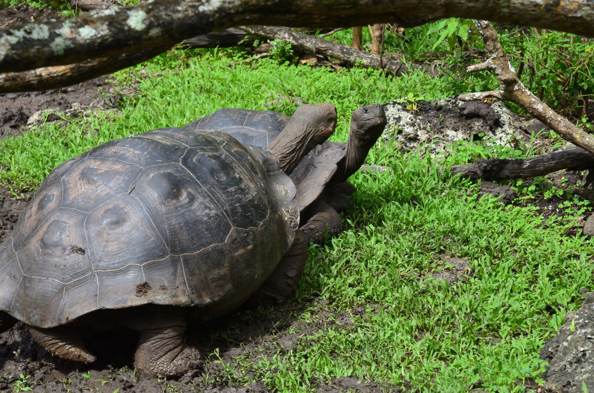 Where to See Giant Tortoises in the Galapagos Islands - Galakiwi Blog ...