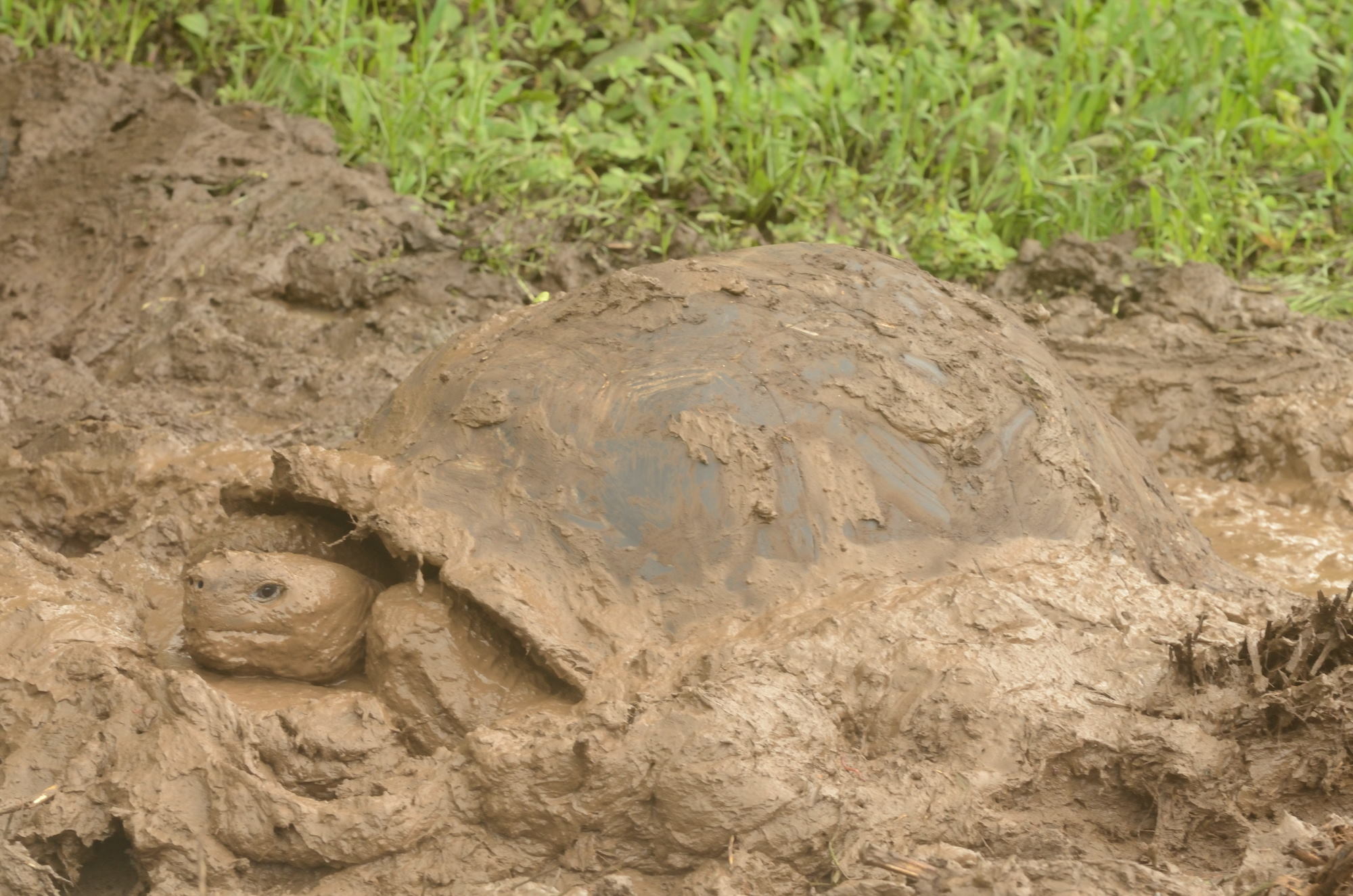 Where To See Giant Tortoises In The Galapagos Islands - Galakiwi Blog ...