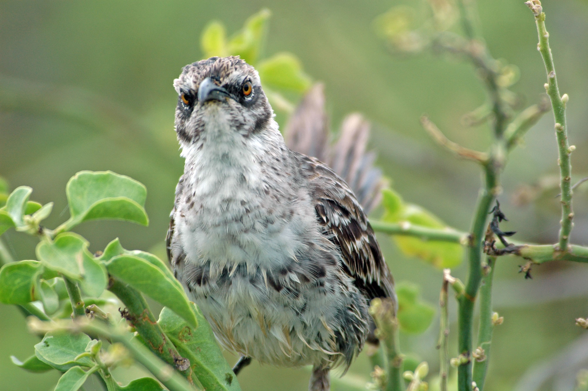 Hood Mockingbird