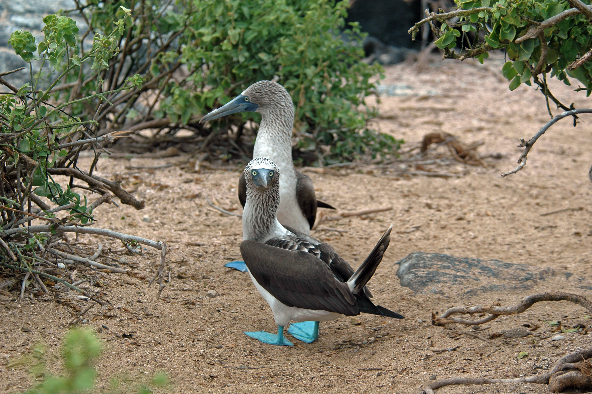 9 Interesting Facts About Blue-footed Boobies
