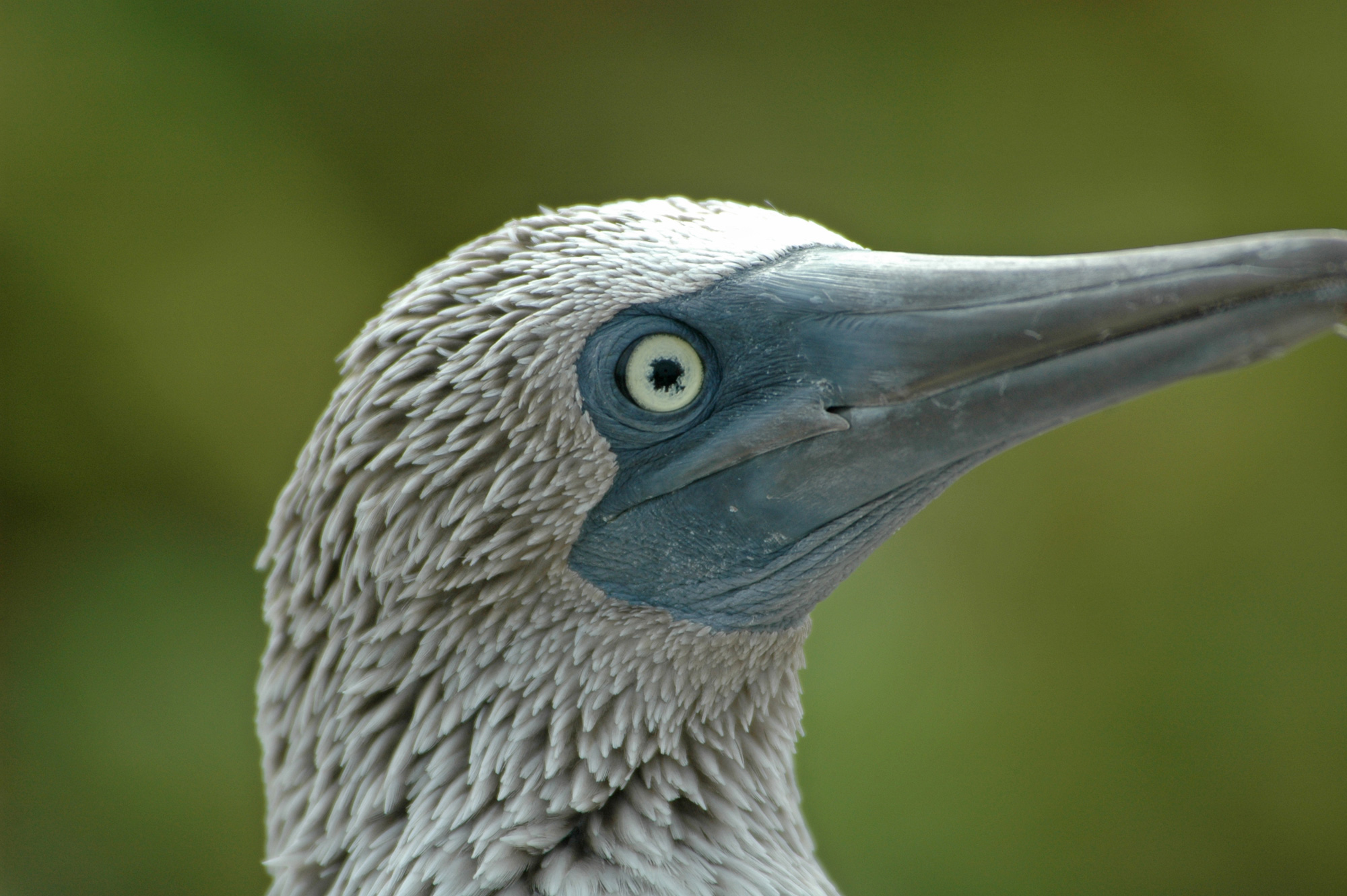 7-cool-things-about-the-blue-footed-booby-galapagos-animal-facts