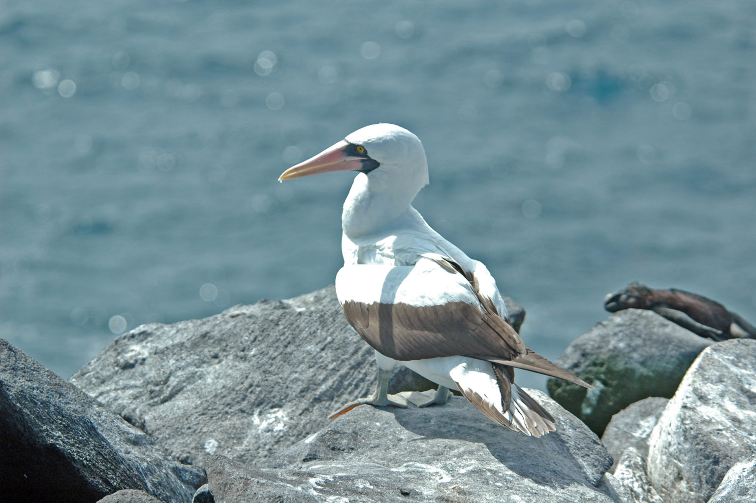 What happened to the Masked Booby in the Galapagos Islands?