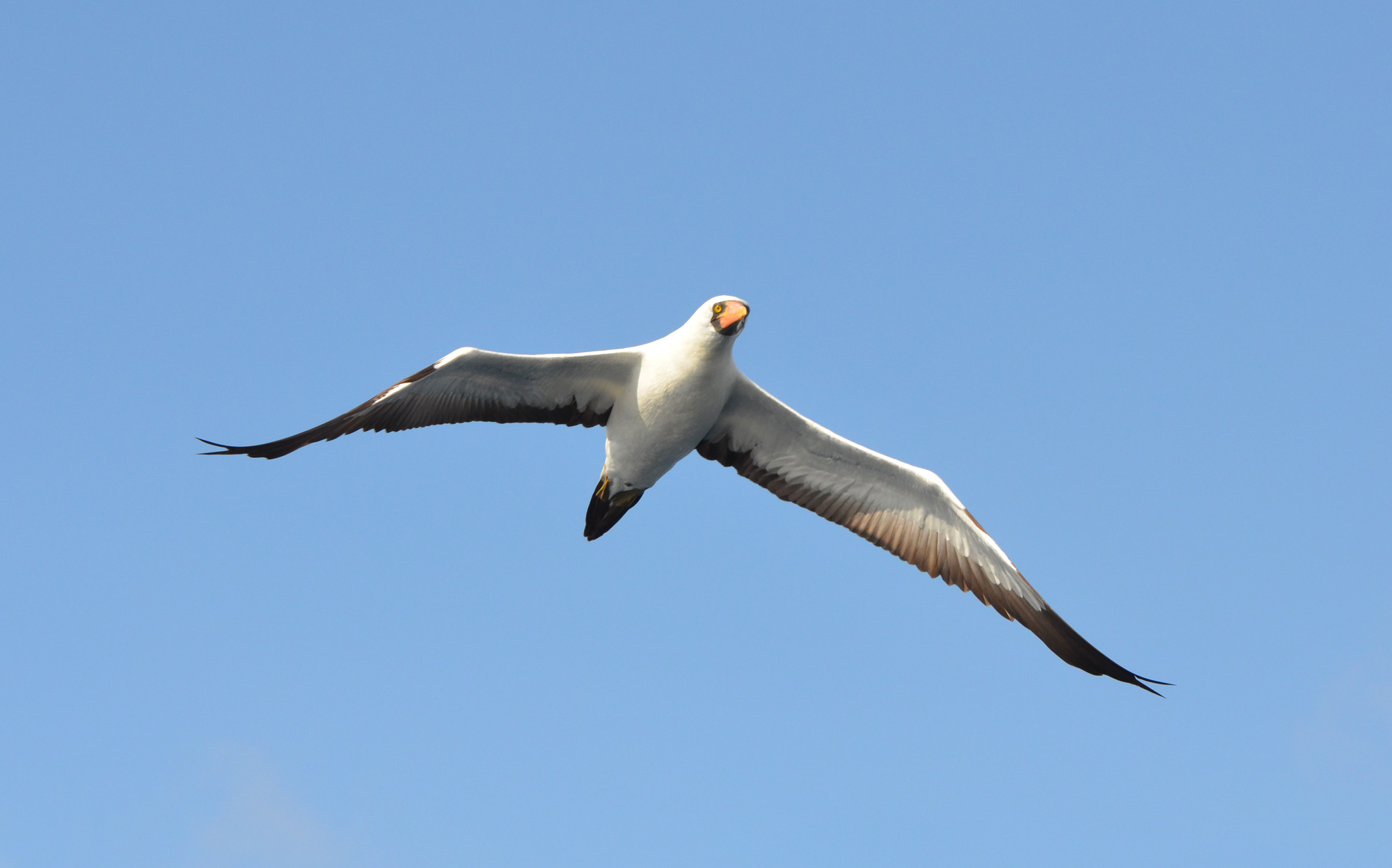 What happened to the Masked Booby in the Galapagos Islands?