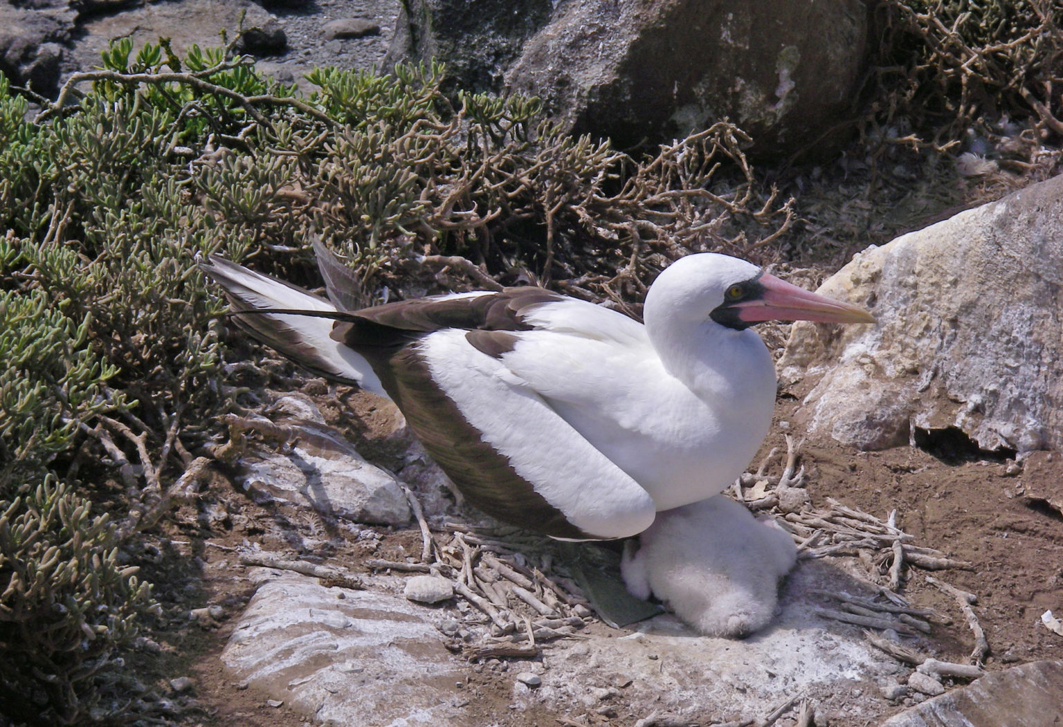 What happened to the Masked Booby in the Galapagos Islands?