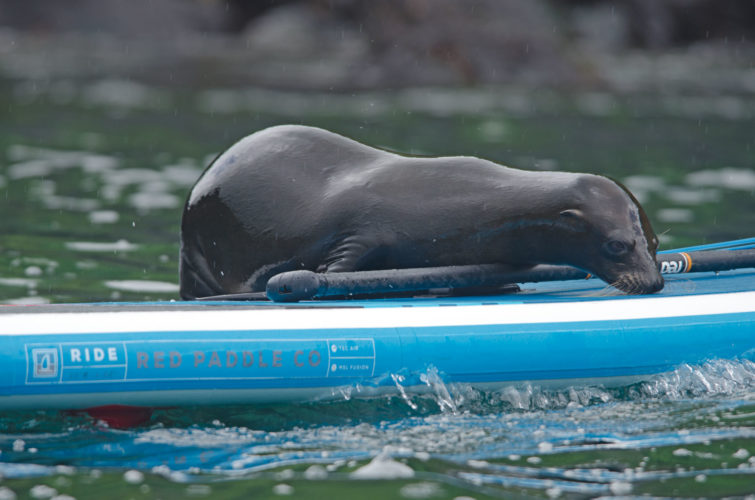 Sea lion on a SUP