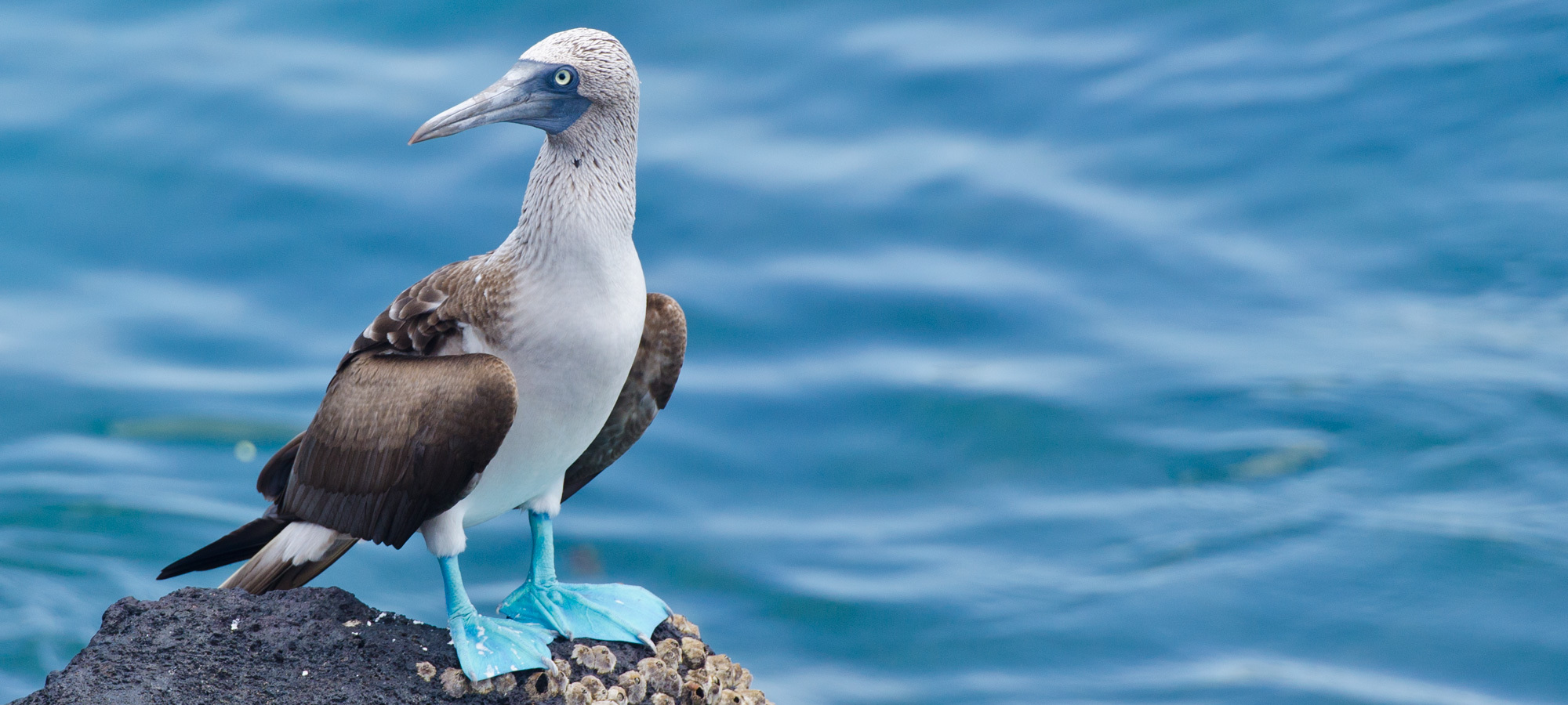 Galapagos Wildlife