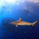 Snorkeling with friendly Galapagos Sharks