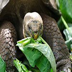 Giant Tortoise eating