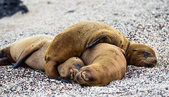 6-day Galapagos Land Tour